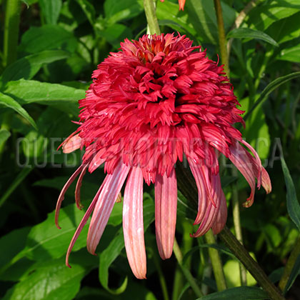 image de Echinacea x Irresistible