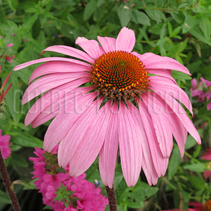 image de Echinacea Magnus