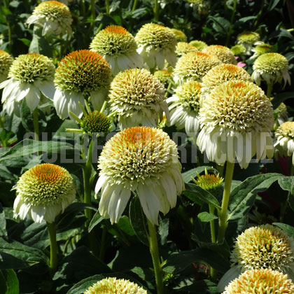 image de Echinacea Milkshake