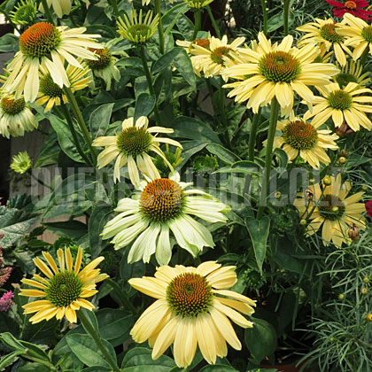 image de Echinacea Osiris Petite Pêche