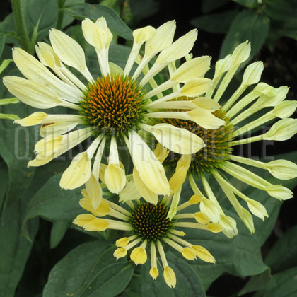 image de Echinacea Passion Flute