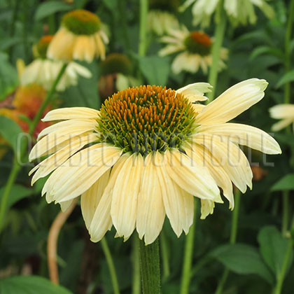 image de Echinacea Osiris Petite Pêche