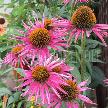 image de Echinacea Pica Bella