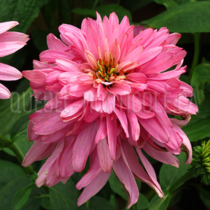 image de Echinacea Pink Poodle