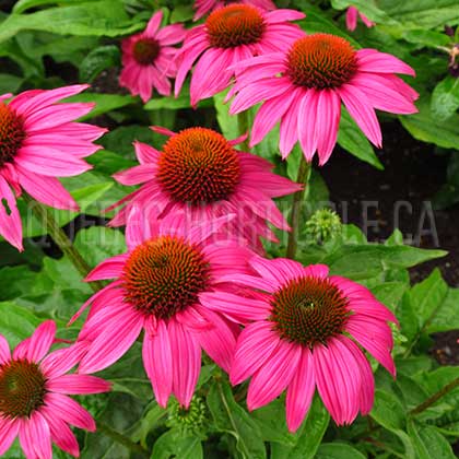 image de Echinacea PowWow Wild Berry