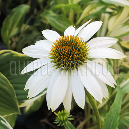 image de Echinacea PowWow White