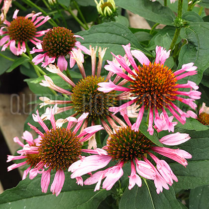 image de Echinacea Quills And Thrills