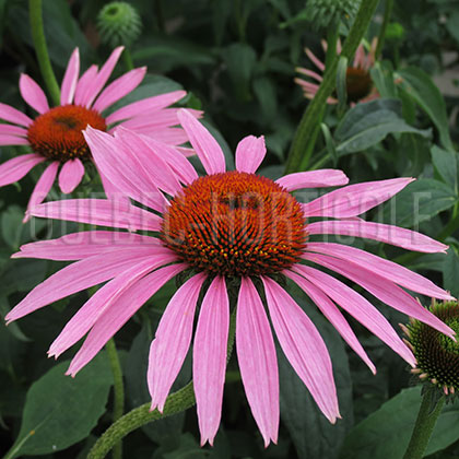 image de Echinacea Ruby Star