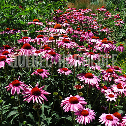 image de Echinacea Ruby Star