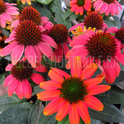 image de Echinacea Sombrero® Hot Coral