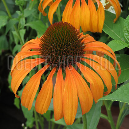 image de Echinacea x Tangerine Dream