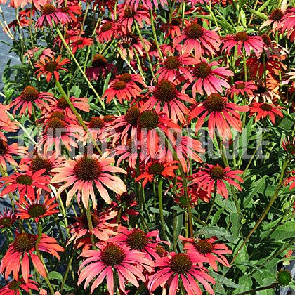 image de Echinacea x Tomato Soup