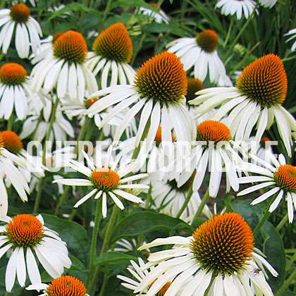 image de Echinacea Alba