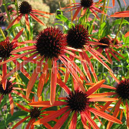 image de Echinacea x Art's Pride Orange Meadowbrite™