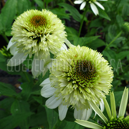 image de Echinacea Coconut Lime