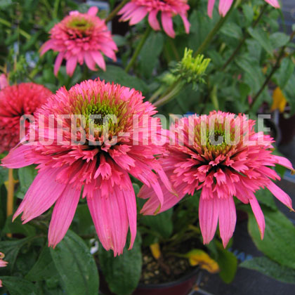 image de Echinacea Cotton Candy