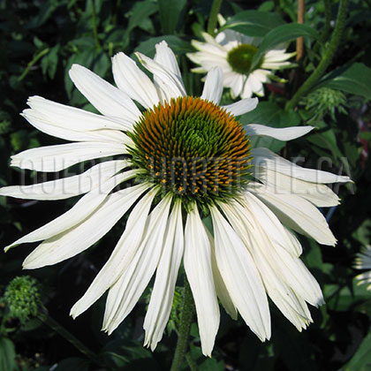 image de Echinacea Fragrant Angel