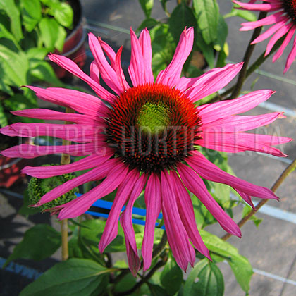 image de Echinacea Green Eyes