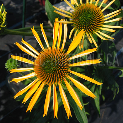 image de Echinacea x Big Sky Harvest Moon™