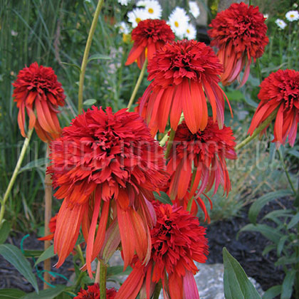 image de Echinacea x Hot Papaya