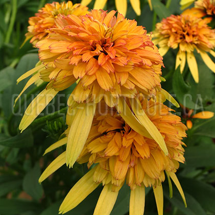 image de Echinacea x Marmalade