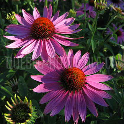 image de Echinacea Primadonna Deep Rose