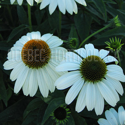 image de Echinacea Primadonna White