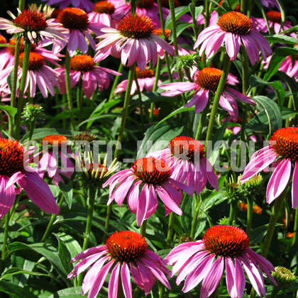 image de Echinacea purpurea 