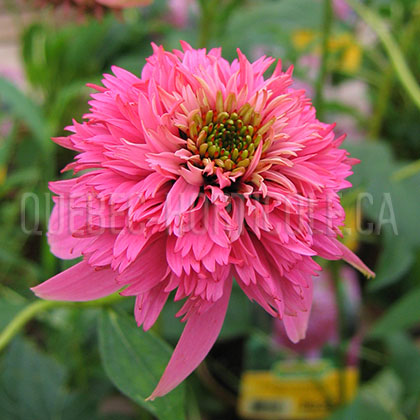 image de Echinacea Razzmatazz