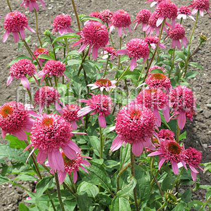 image de Echinacea Razzmatazz