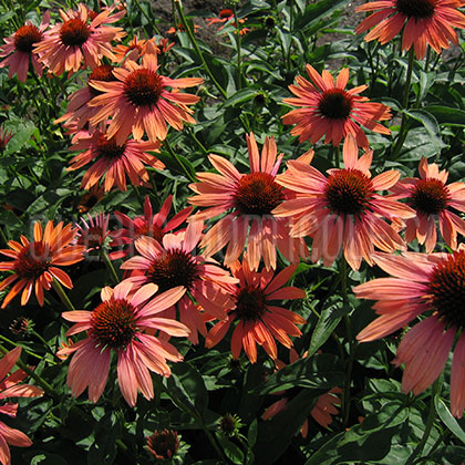 image de Echinacea x Big Sky Sundown™