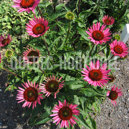 image de Echinacea Vintage Wine