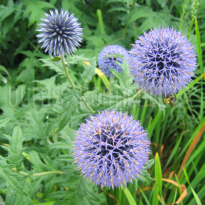 image de Echinops ritro 