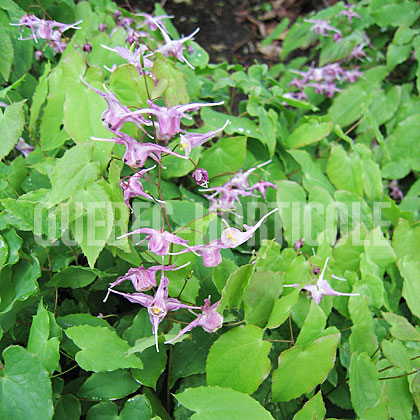 image de Epimedium grandiflorum Lilafee