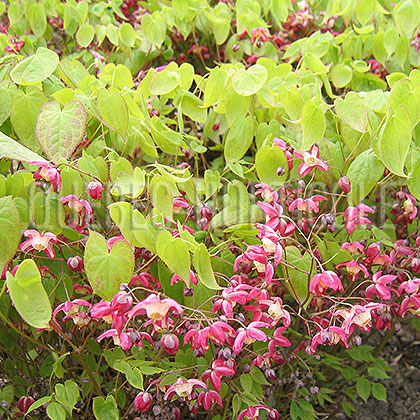 image de Epimedium x rubrum 