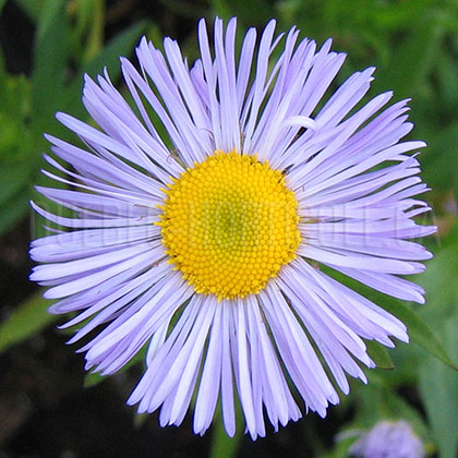 image de Erigeron x Blue Beauty