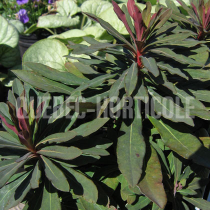 image de Euphorbia amygdaloides Purpurea