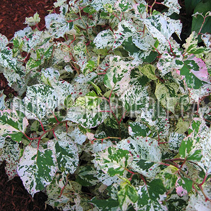 image de Fallopia japonica compacta Variegata