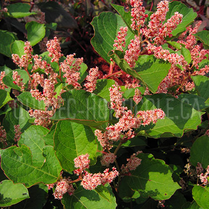 image de Fallopia japonica compacta 