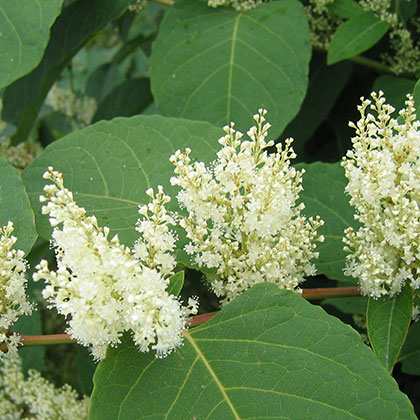 image de Fallopia japonica 