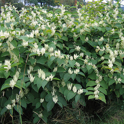 image de Fallopia japonica 