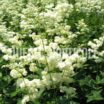 image de Filipendula ulmaria Plena