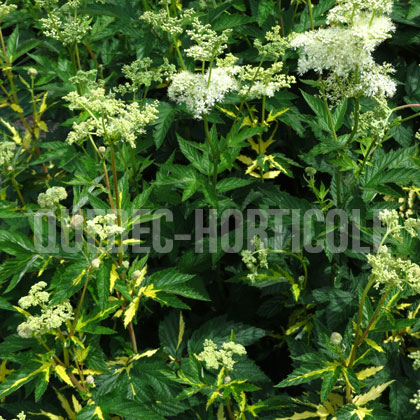 image de Filipendula ulmaria Variegata