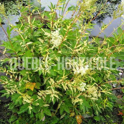 image de Filipendula ulmaria Variegata