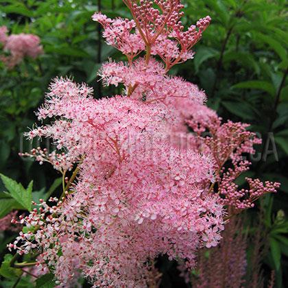 image de Filipendula rubra Venusta