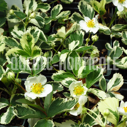 image de Fragaria vesca Variegata