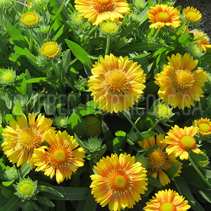 image de Gaillardia x grandiflora Arizona Apricot