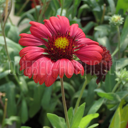 image de Gaillardia x grandiflora Arizona Red Shades