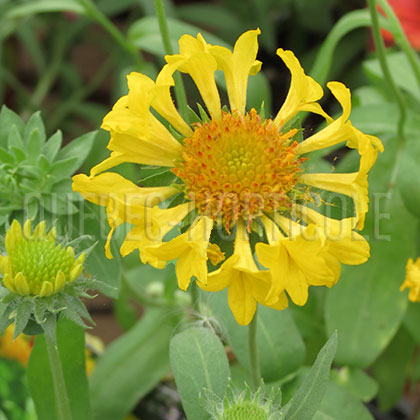 image de Gaillardia x grandiflora Commotion™ Moxie