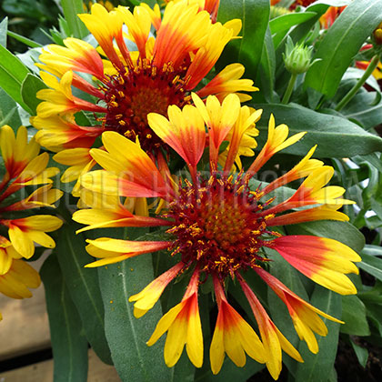 image de Gaillardia x grandiflora Lucky Wheeler